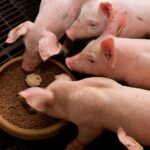 Analysis of the effect of antibiotic-free fermented feed on piglet growth