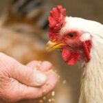 Why add fumaric acid to pig feed?