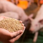 What Is Fumaric Acid Stockfeed Grade and Its Role in Animal Nutrition