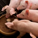 What is fumaric acid found in?