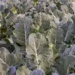 What is the role of fumaric acid in plants?