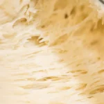 Which of the fungi is used for fumaric acid production?